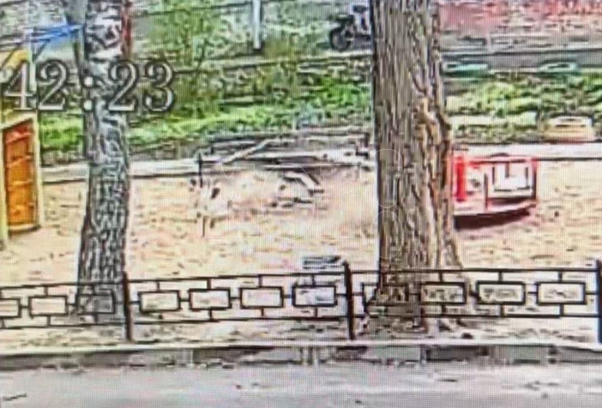 Ветка рухнула на детскую площадку в Воронеже (ВИДЕО)