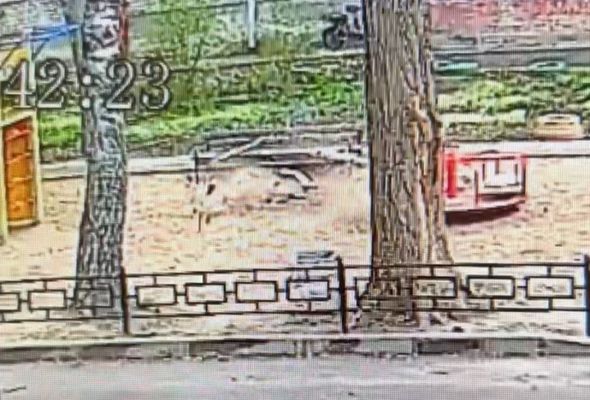 Ветка рухнула на детскую площадку в Воронеже (ВИДЕО)