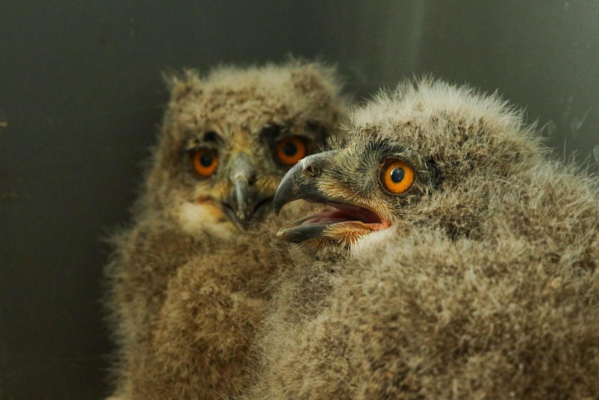 В Липецкой области на «Галичьей горе» появилось потомство у редкого филина &nbsp;