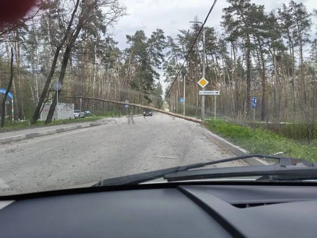 Трассы в Белгороде перегородили поваленные ураганным ветром деревья
