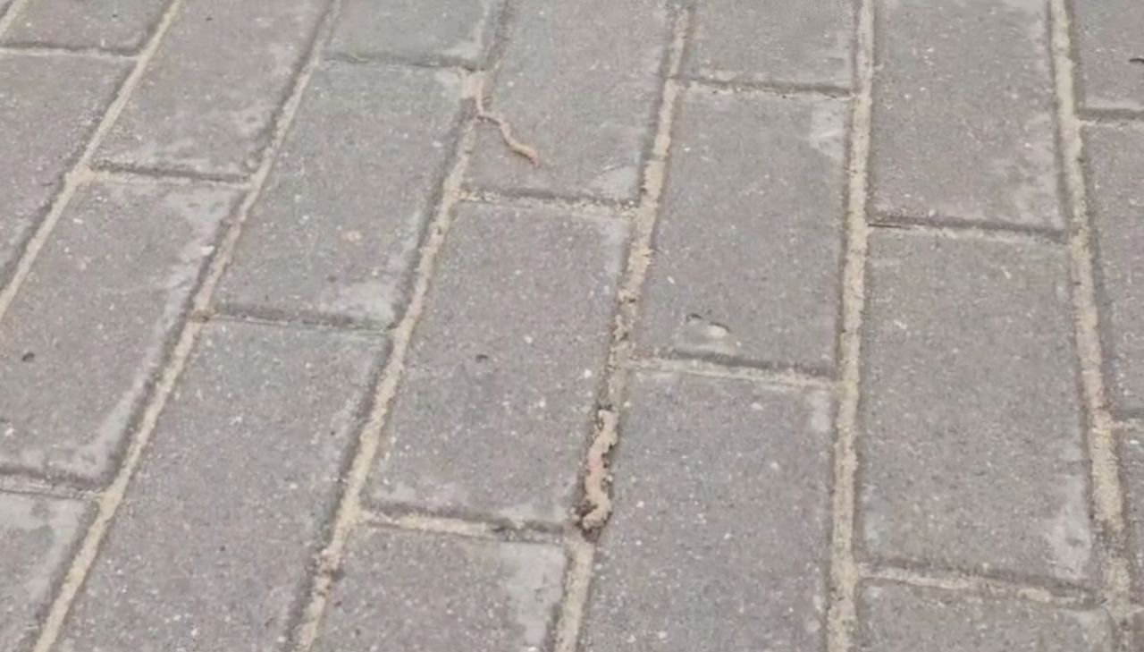 «Они просто радовались дождю». Нашествие червяков сняли воронежцы на видео&nbsp;