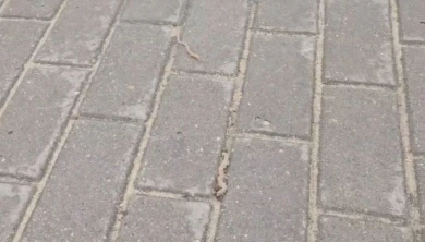 «Они просто радовались дождю». Нашествие червяков сняли воронежцы на видео 