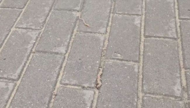 «Они просто радовались дождю». Нашествие червяков сняли воронежцы на видео 