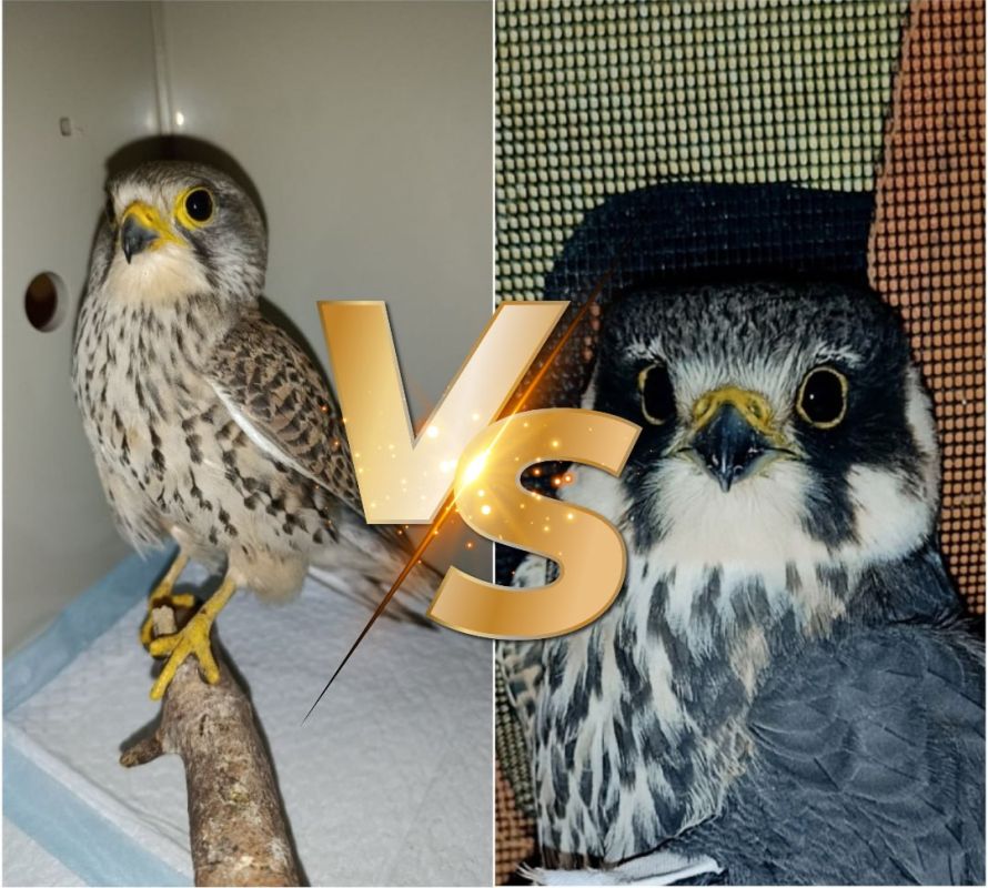 Двух соколов спасли после «воздушной битвы» в&nbsp;Воронеже