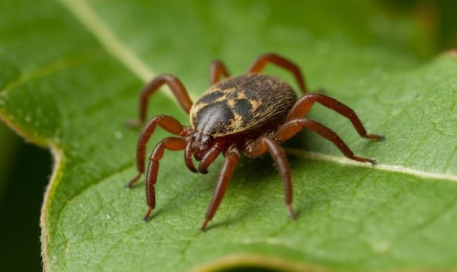 Клещи атаковали более 200 воронежцев 