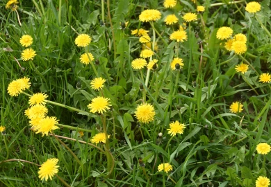 Прогноз погоды в Воронеже на среду, 29 апреля