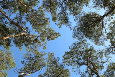 Умопомрачительный урожай собрали воронежские грибники в апрельском лесу  