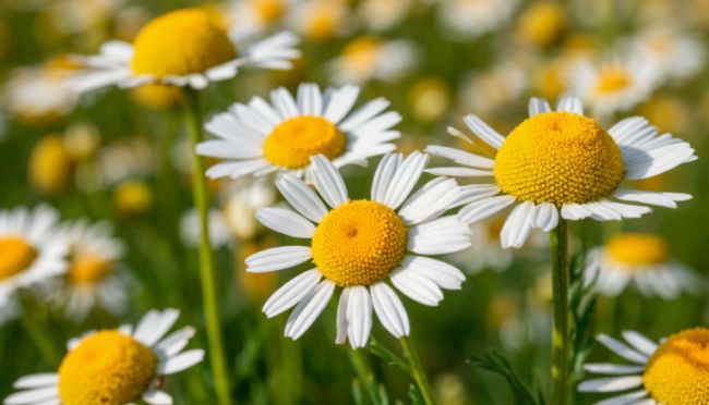 Гигантские ромашки и фиалки «расцветут» в центре Воронежа