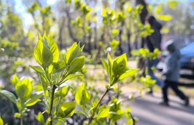 Снова снег. Прогноз погоды в Воронеже на четверг, 30 апреля 