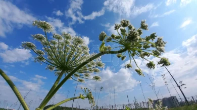 Россельхознадзор предупреждает: семена борщевика заметили на маркетплейсах