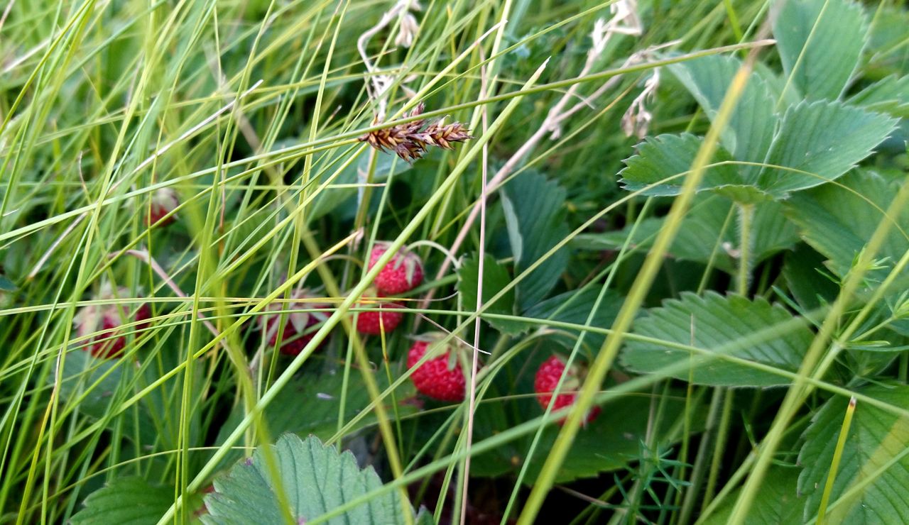 Весна надвигается. Потепление до +19° нагрянет в Воронеж&nbsp;