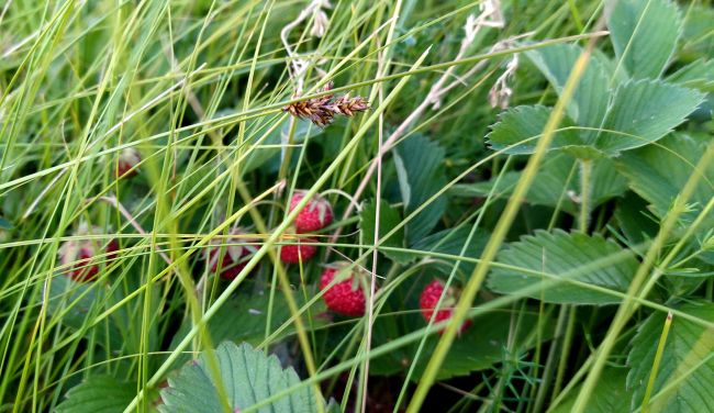 Весна надвигается. Потепление до +19° нагрянет в Воронеж 