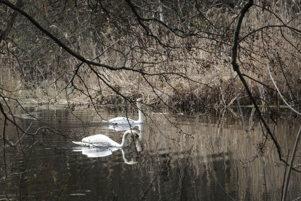 Лебеди-шипуны вернулись в&nbsp;Хопёрский заповедник