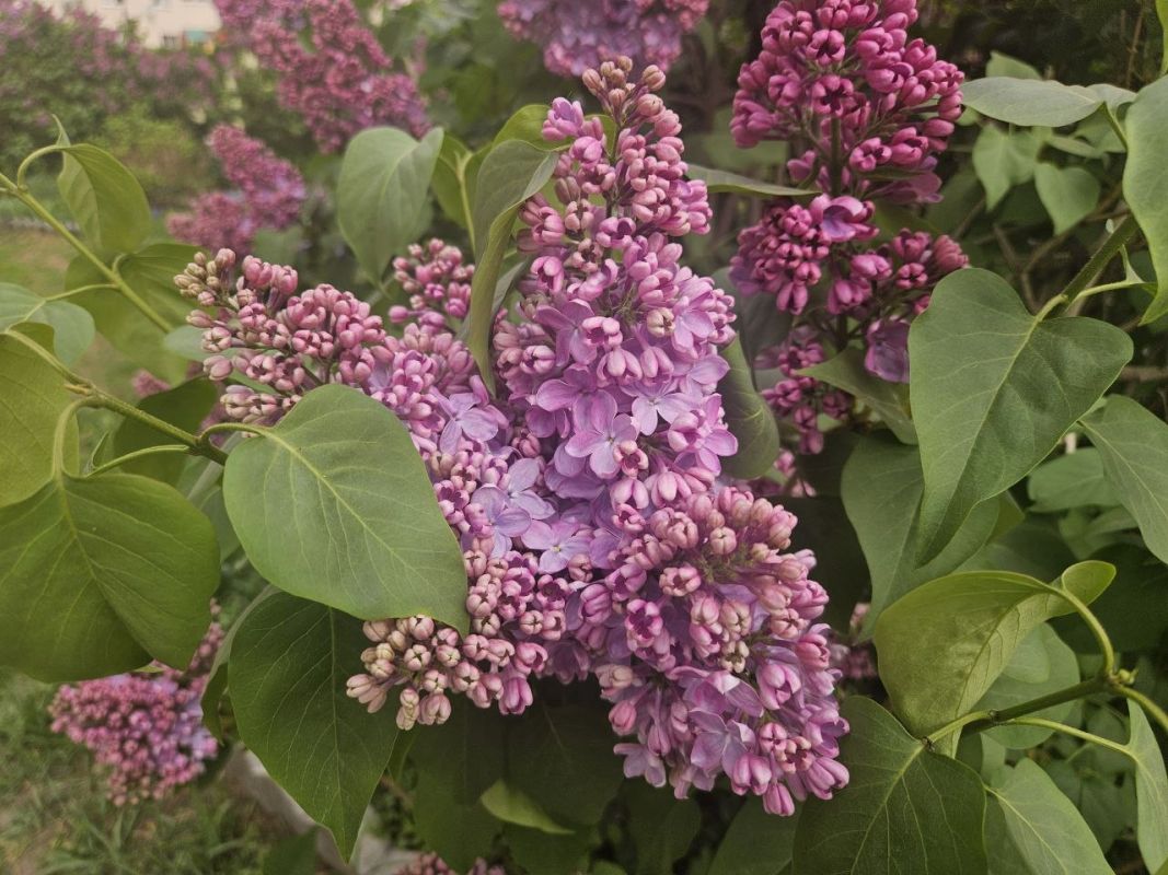 Сорванная ветвь сирени грозит воронежцам арестом&nbsp;