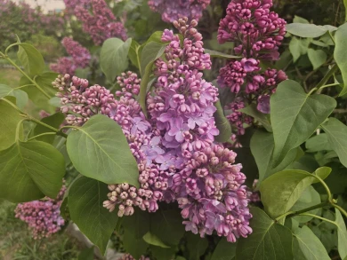 Сорванная ветвь сирени грозит воронежцам арестом 