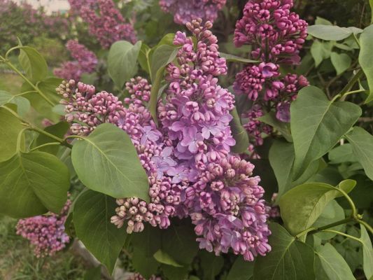 Сорванная ветвь сирени грозит воронежцам арестом 