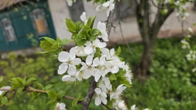 Грядёт летняя погода. До +23° потеплеет в Воронеже