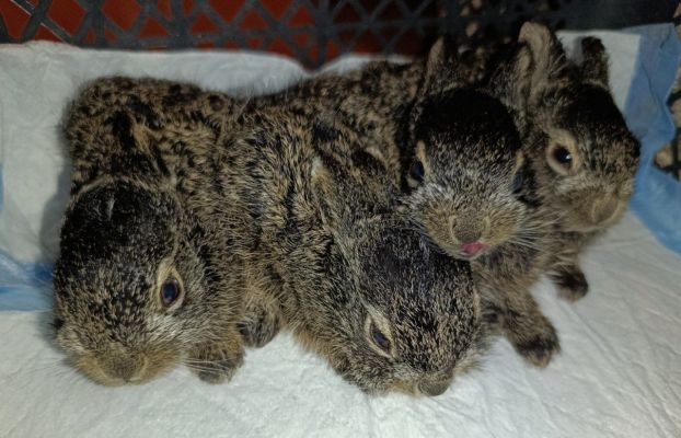 Четырёх новорождённых зайчат спасли от кошки прохожие в Воронежской области