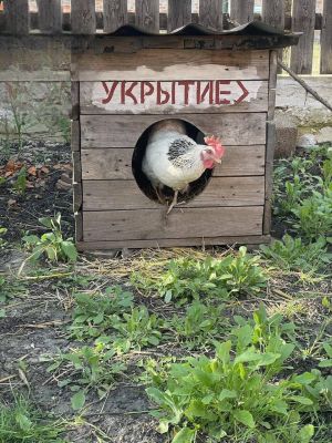 В Белгородской области для петуха установили укрытие при атаках БПЛА