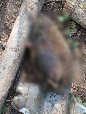 Неожиданное продолжение получила история с убитым ежом у детсада в Воронеже