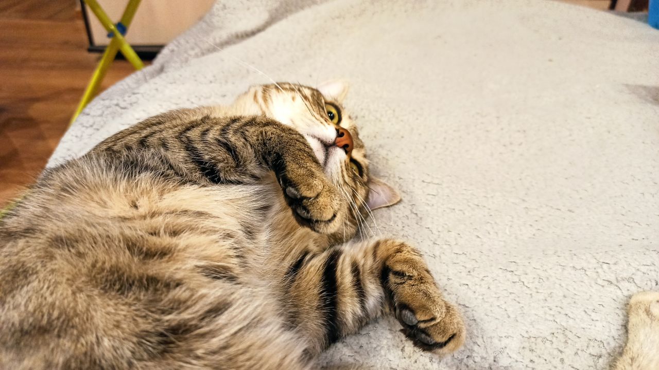 Новый питомец принёс удачу. Котёнок внезапно обогатил воронежанку на миллион рублей&nbsp;