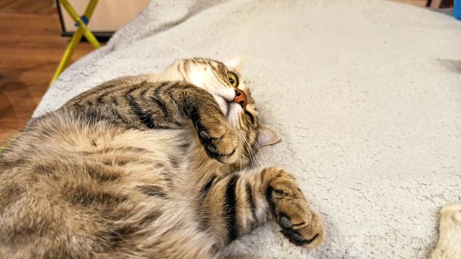 Новый питомец принёс удачу. Котёнок внезапно обогатил воронежанку на миллион рублей 