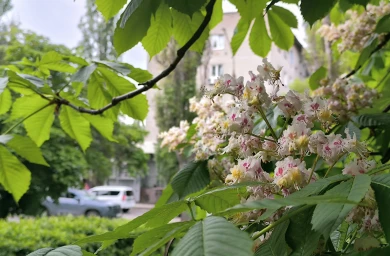 32-градусная жара нагрянет в Воронеж