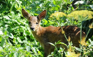 Бешеных норку и косулю обнаружили в Воронежской области 