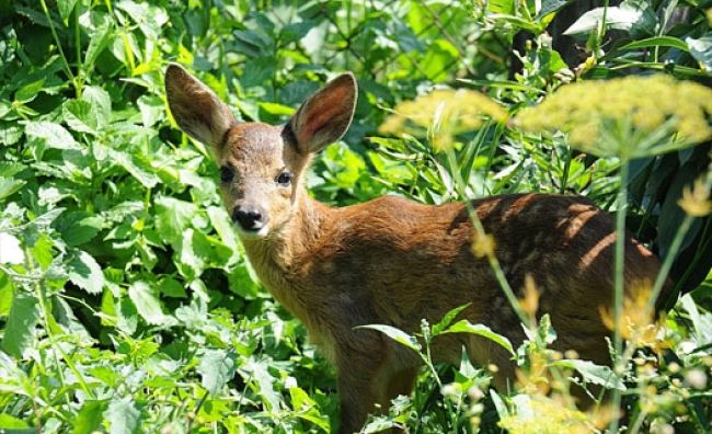 Бешеных норку и косулю обнаружили в Воронежской области 
