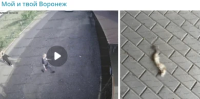 Ужасную находку обнаружила воронежанка в своём дворе. Кто подкинул останки? 