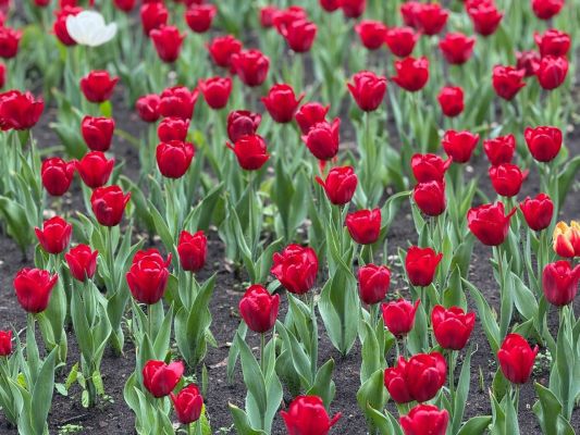 Прогноз погоды в Воронеже на вторник, 19 мая 