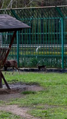 В белгородском зверинце родился представитель древнего рода