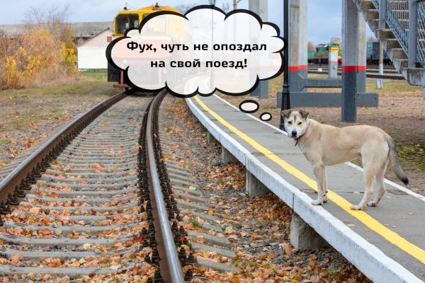 Воронеж стал лидером по количеству отправленных на поезде животных без хозяев
