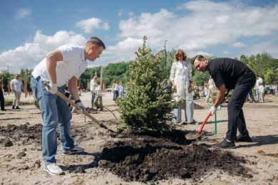 В Воронеже появилась аллея серебристых елей