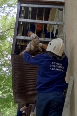 В беду попала пушистая авантюристка из Воронежа