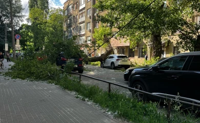 Гигантское дерево придавило машины во время непогоды в Воронеже