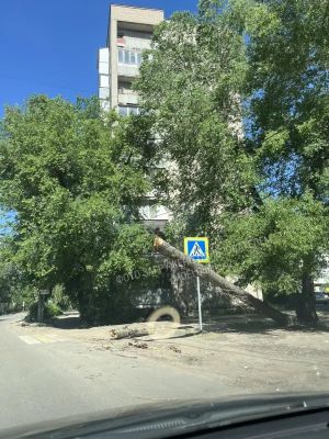 Дерево рухнуло на провода в Воронеже 