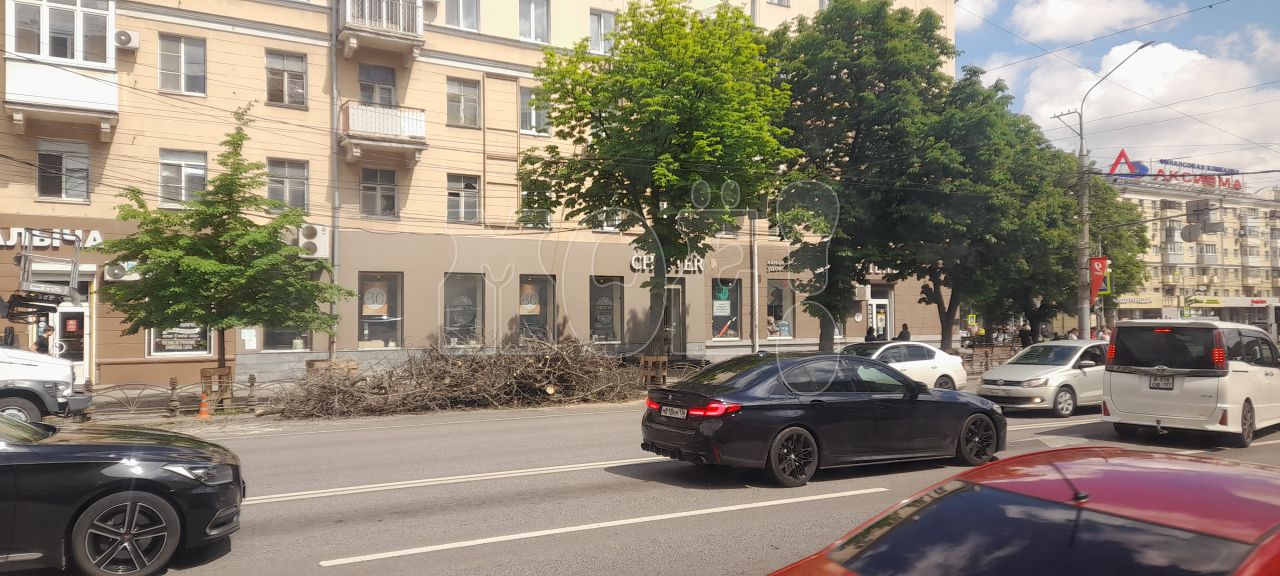 SOS: на&nbsp;Плехановской умерли сразу 24 каштана и&nbsp;4 липы