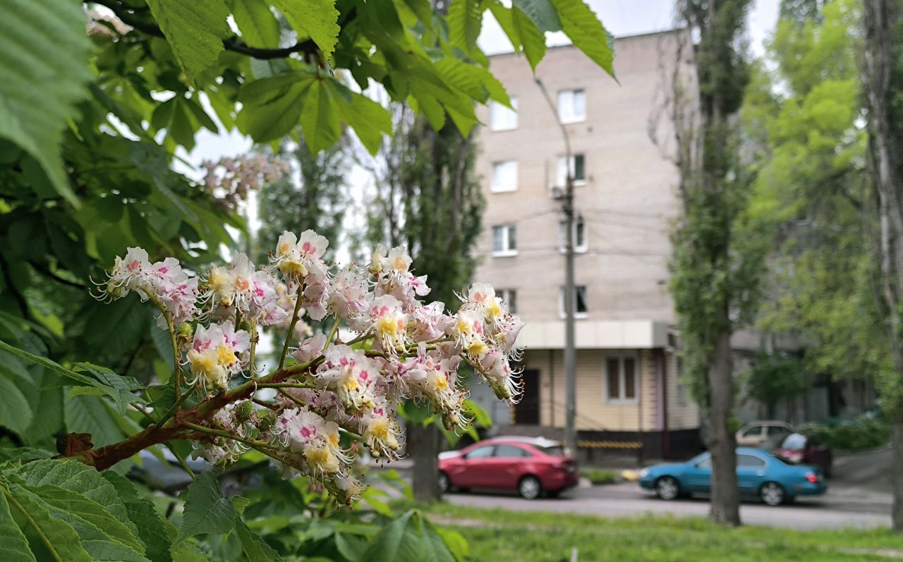 Прогноз погоды в Воронеже на понедельник, 1 июня