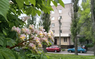 Прогноз погоды в Воронеже на понедельник, 1 июня