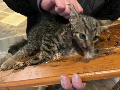 Воронежцы спасли котёнка, приклеенного к доске