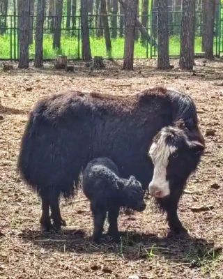 Необычный детёныш родился в зоопарке в Воронеже 