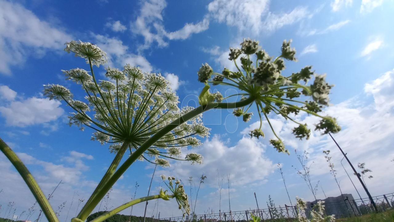 Маленькая девочка получила химический ожог глаз из-за борщевика&nbsp;