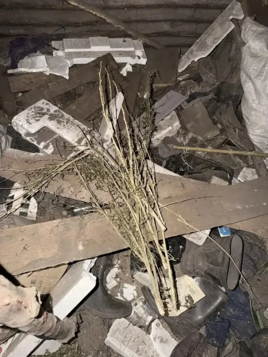 Воронежец хранил марихуану в надворных постройках