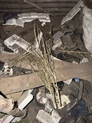 Воронежец хранил марихуану в надворных постройках