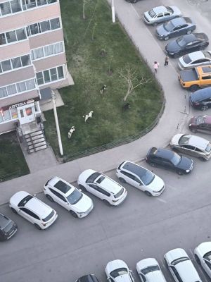 Двух агрессивных собак, терроризировавших воронежских школьников, отловили