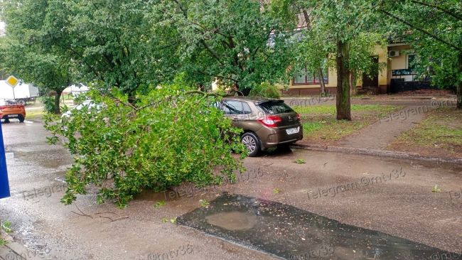 Дерево рухнуло на машину во время бури в Воронеже
