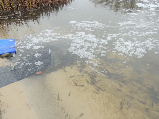 Более 220 тысяч мальков выпустят в воронежские реки