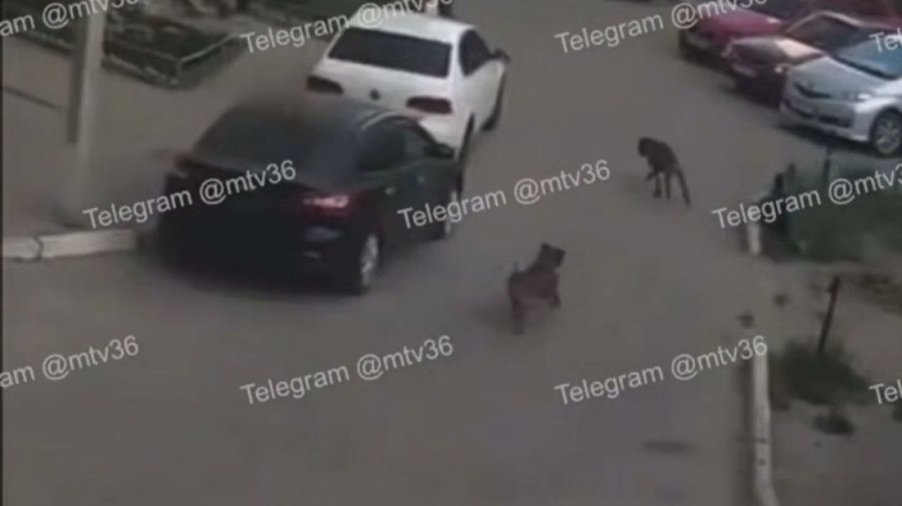 Кровавая расправа на глазах у маленького ребёнка случилась в воронежском дворе&nbsp;