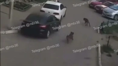 Кровавая расправа на глазах у маленького ребёнка случилась в воронежском дворе 
